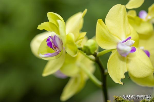 2022新春遊園&mdash;&mdash;植物園賞花
