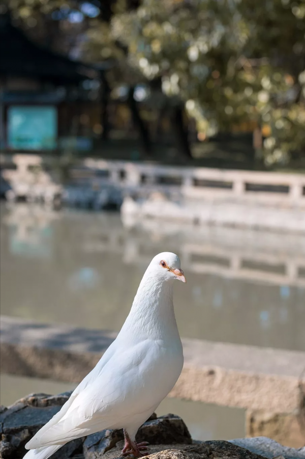 中國唯一主動退出4A景區的寺院，門票降至5元卻依然火爆