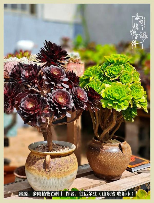 北方有多肉,絕世而獨立!一顧傾人城,再顧傾人國 北方有多肉,絕世而獨立!一顧傾人城,再顧傾人國