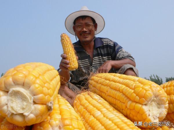 玉米早收沒有晚收好？晚收真的能高產？玉米什麼時候收穫產量最高