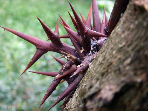 一味皂角刺,能軟堅散結,消腫透膿,治疥癬,乳汁不足 一味皂角刺,能軟堅散結,消腫透膿,治疥癬,乳汁不足