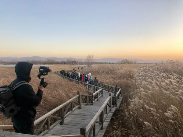 北京這些地方，蘆葦美成了冬日風景畫