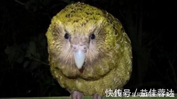 4種滅絕後仍存在的生物，其中五小葉槭為中國獨有