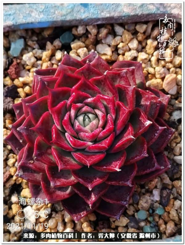 因多肉遇見滿滿的愛和美好，有多肉相伴，歲月生香