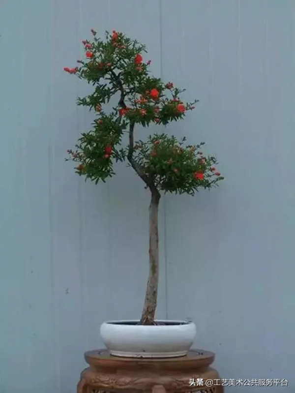 各類常見盆景,所代表的寓意 各類常見盆景,所代表的寓意