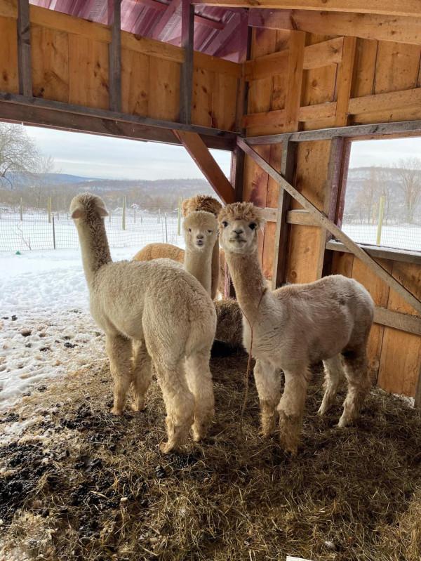羊駝,竟然還有駝羊……你分得清嗎 羊駝,竟然還有駝羊……你分得清嗎