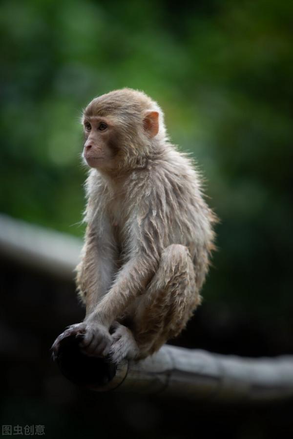 梅里雪山最後的淨土,一個藏在大山深處,僅有4戶人家的隱居之地 梅里雪山最後的淨土,一個藏在大山深處,僅有4戶人家的隱居之地