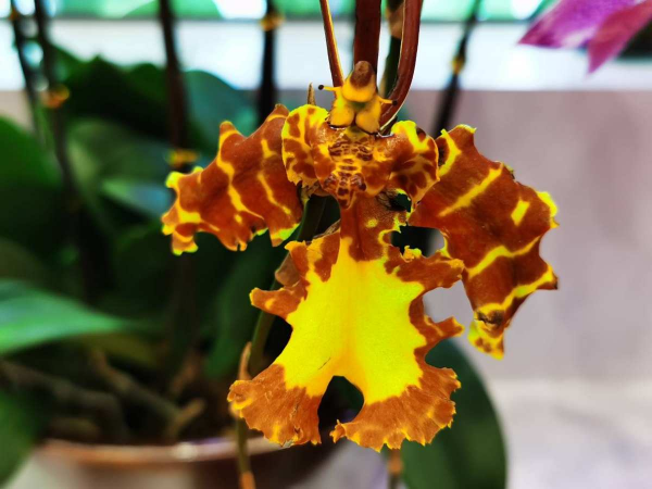 家裡養一盆吉祥蘭,耐陰開花多,還有吉祥好兆頭 家裡養一盆吉祥蘭,耐陰開花多,還有吉祥好兆頭