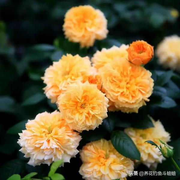 新手總養不好月季，就是因為這三動作“太勤快”，糾正就能爆盆了