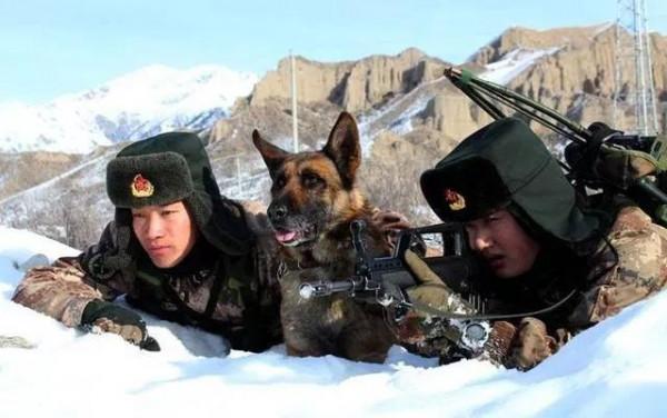 母狼闖軍營偷排骨被捉，戰士將它放生還送肉，狼群感恩陪伴巡邏