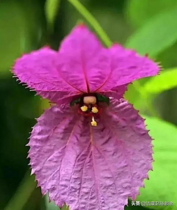 請欣賞美麗的奇美花草