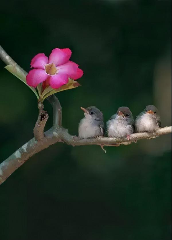 50只美麗的鳥兒，鳥語花香，鶯歌燕舞，真的太美了