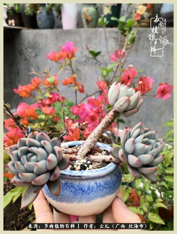 養花種多肉到底有什麼用？答案在這裡