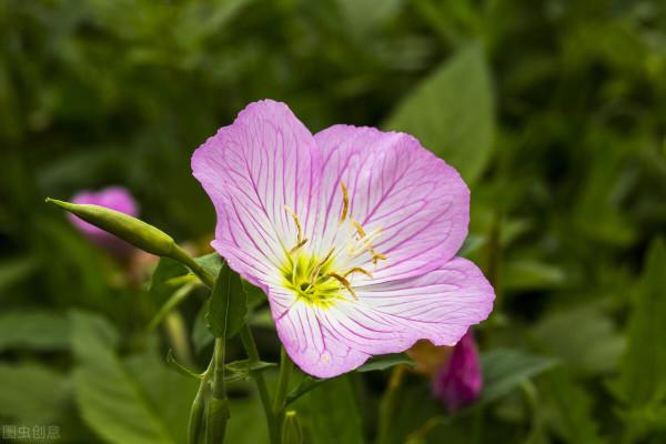 “驚鴻一瞥，猶如滿天星辰”讓美景治癒你的心靈——月見草