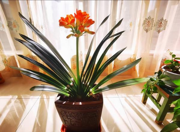 4種花是“養人花”！能吸廢氣造氧氣！室內室外都能養