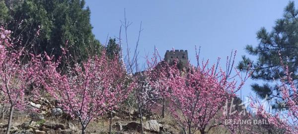 梅花映長城！這裡5000株梅花半數已盛放