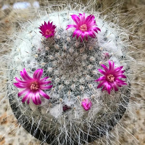 盆栽玉翁養護指南，不太扎手的仙人掌，它的頭頂可以一圈花環