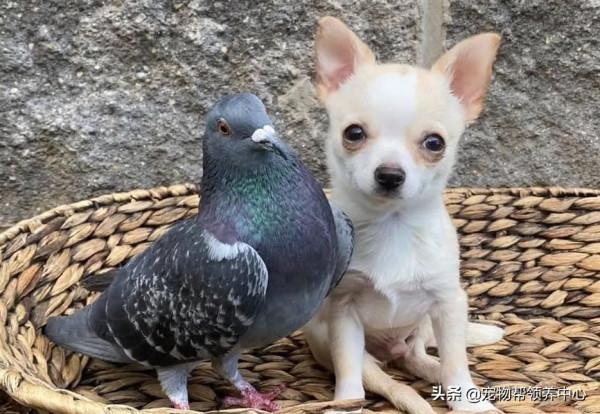 鴿子和狗狗靠在一起，模樣超幸福，其實它們不能飛，不能走...