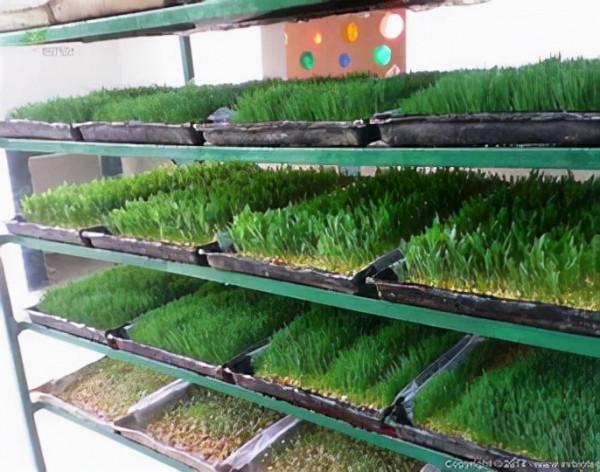 水培玉米苗飼養牛羊 水培玉米苗飼養牛羊