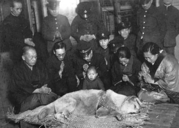 這隻狗狗用一生等待主人歸來，它的事蹟感動了無數人