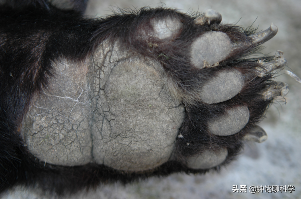 人類起源或被改寫?360萬年前的足跡化石,或來自未知的人族物種 人類起源或被改寫?360萬年前的足跡化石,或來自未知的人族物種