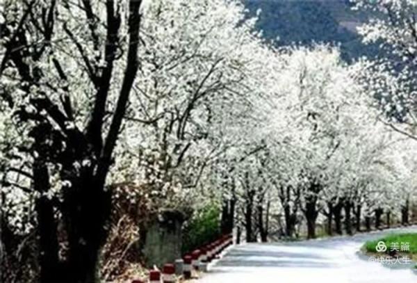 鐵兵遊記｜永定河畔萬畝梨花香雪海