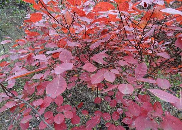 100種有毒的花和果，生活中很常見，出門要小心，避免受傷害
