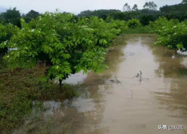 黃龍病、黃化樹不用怕了，許立明“黃化綜合症”鑑別及治理方案