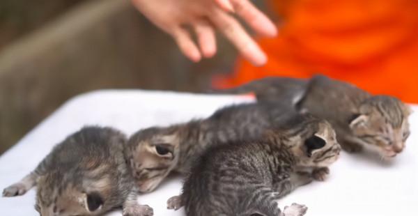 貓媽媽多次到村裡去捕雞鴨，村民發現後，用小貓去誘捕喵