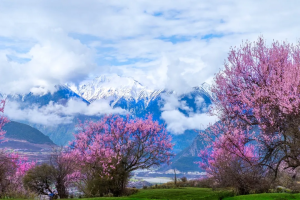 川藏南北線看花，追逐中國最美的春天
