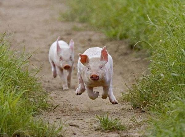 為何動物看見屠夫就害怕?難道屠夫身上真有“煞氣” 為何動物看見屠夫就害怕?難道屠夫身上真有“煞氣”