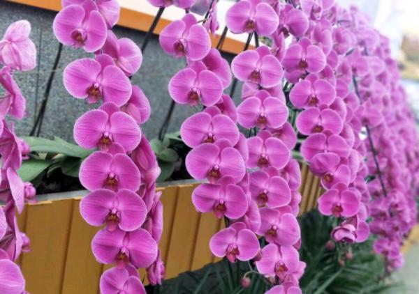 家庭養花，蝴蝶蘭才是秋冬盆栽首選，開花美，打理又省心