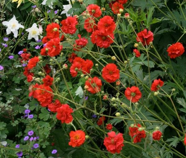 分享不常見的粉紅色系草花52款，每一款都很美