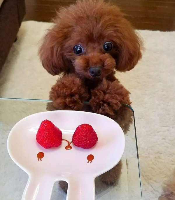 狗界中&OpenCurlyDoubleQuote;通人性&rdquo;的4種狗，你對它多好，它就守護你多久