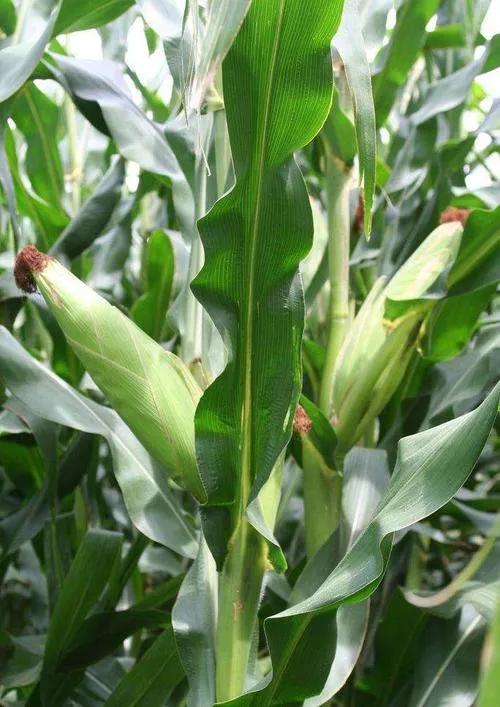 全國玉米價格最新行情