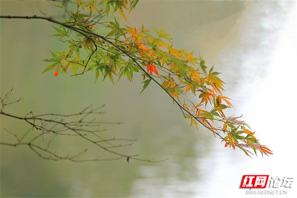 嶽麓山楓葉盛宴正式開啟！你準備好了嗎？