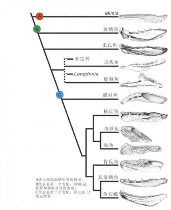 張氏蝶柱魚：與四足動物和肺魚“最親密”的肉鰭魚類