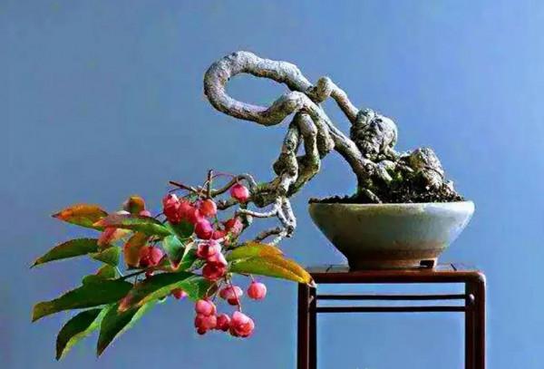 分享~~~小盆景 大世界 小巧玲瓏 精美絕倫 冬日裡一抹紅 美醉啦