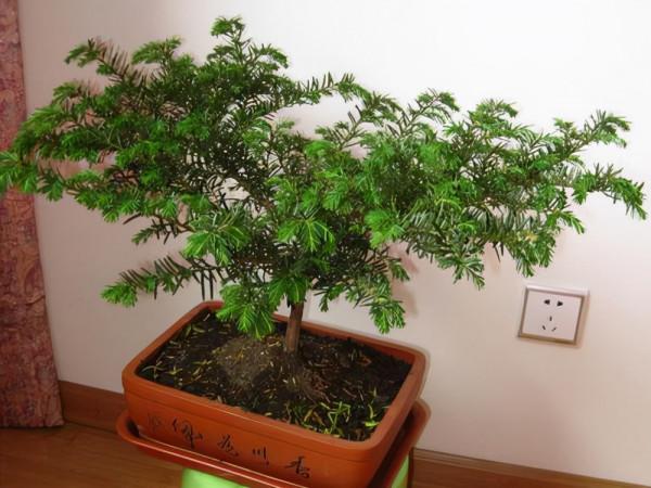 家庭盆栽紅豆杉，多小心這5個細節，紅果綠葉喜慶又別緻