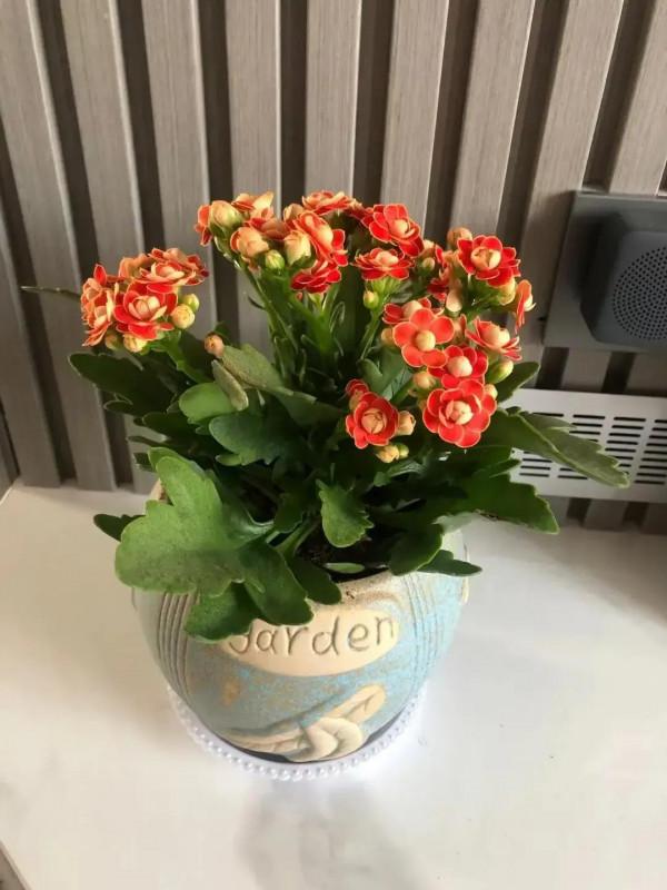 買花容易養花難啊 買花容易養花難啊