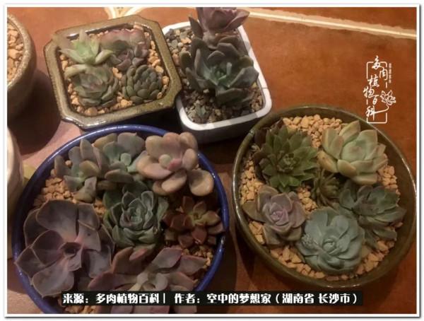 北陽臺黨，也有個多肉花園夢