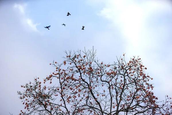 街子 一棵樹撐起了一個古鎮的初冬