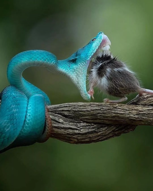 竹葉青的另一個名字叫什麼？