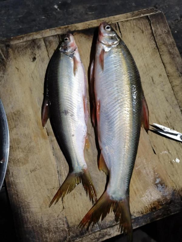 2022年2月4日至此時釣生最大黃尾，黃尾不怕你大嘴也只有一點點大