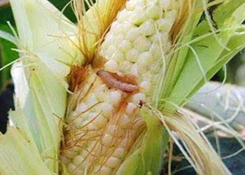 中國常見動植物(動物篇五)