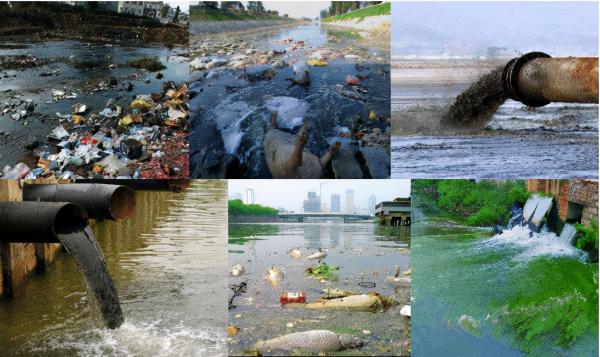 懸賞500萬的鯉魚!這條鯉魚究竟犯了啥事,被澳大利亞重金通緝? 懸賞500萬的鯉魚!這條鯉魚究竟犯了啥事,被澳大利亞重金通緝?