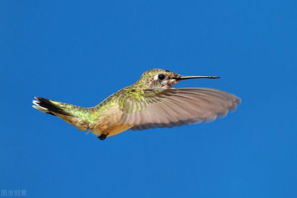 蜂鳥是世界上最小的恐龍嗎？