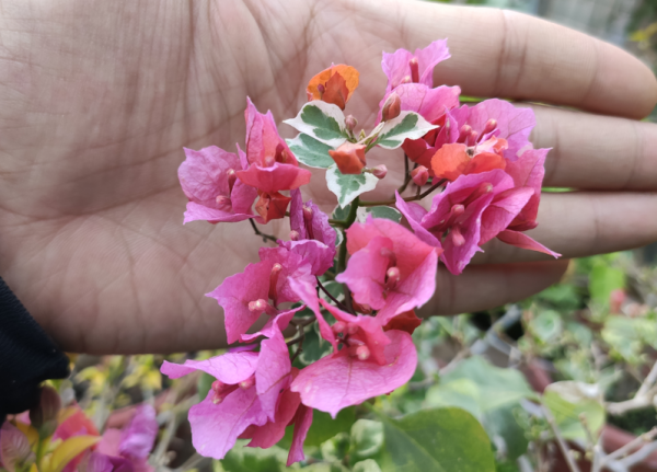 三角梅只需要見光控水就開花?錯!還要有2個前置條件 三角梅只需要見光控水就開花?錯!還要有2個前置條件