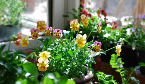 9種漂亮花,越冷越要曬太陽,控水薄肥,才能開得“奼紫嫣紅” 9種漂亮花,越冷越要曬太陽,控水薄肥,才能開得“奼紫嫣紅”