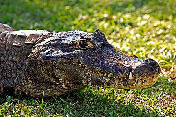 動物世界大全 第四章 爬行動物（三）圖文解析每天為你展現動物知識